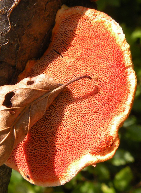 Pycnoporus cinnabarinus? (Pycnoporus cinnabarinus)